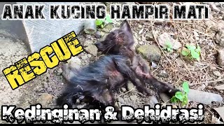 RESCUE KITTEN [ HAMPIR M4T1 KEDINGINAN & DEHIDRASI ]