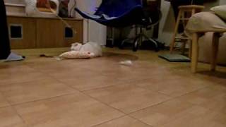 CIMG2639.AVI
