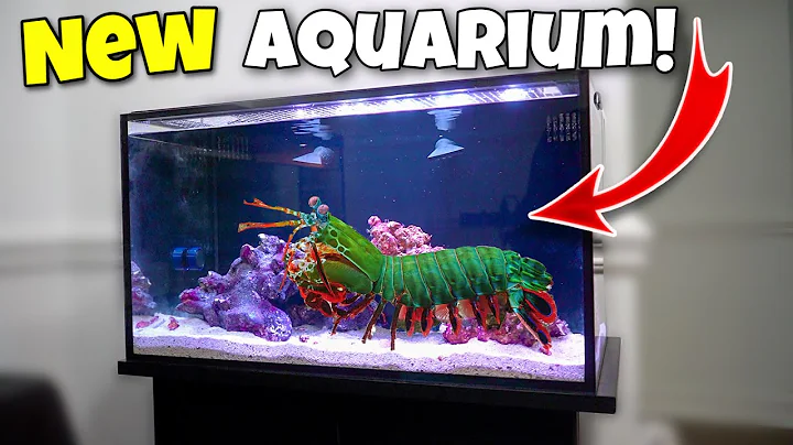 Nouvel aquarium spacieux pour notre crevette mante géante !