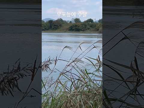 우포늪의 수달 경남 <strong>창녕군</strong> 유신쇼