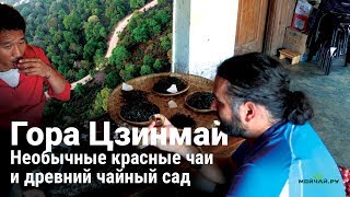 видео: Чайная гора Цзинмай. Необычные красные чаи и древний чайный сад картинка: Чайная гора Цзинмай. Необычные красные чаи и древний чайный сад