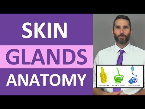 Video: Care este o glandă ecrină?