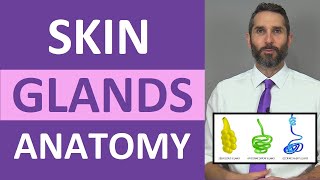 Skin Glands Anatomy: Sweat Glands, Sebaceous Glands Integumentary System Resimi