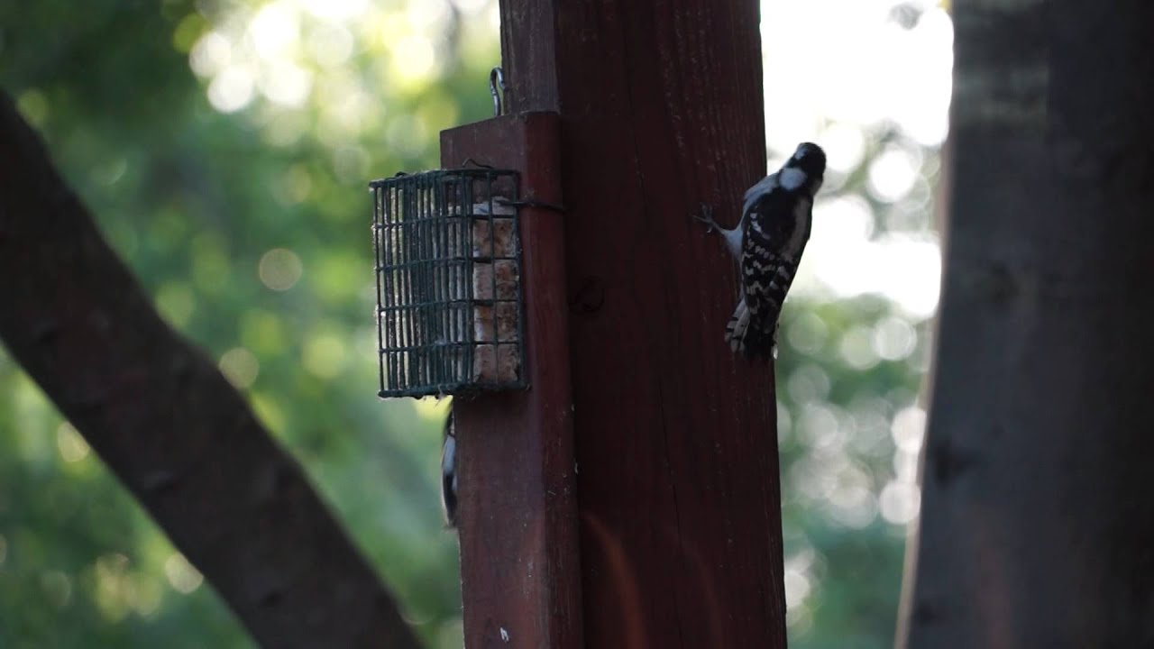 Hairy Woodpeckers feeding each other HD - YouTube