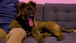 What Do You Like Most About The Complete Care Health Plan? | Vets4Pets