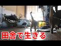 保護した猫と迎える春、プチDIYと始まる野菜シーズン。【古民家田舎暮らし143】