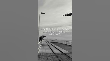 Did You Know? Over 1000 birds a year die from smashing into windows! #Shorts
