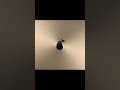 Supercharge your next idea with PearBook | Pear