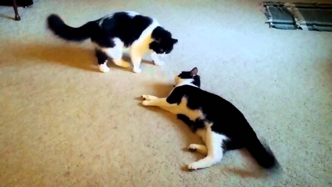 Ambrose and Archie fighting - YouTube