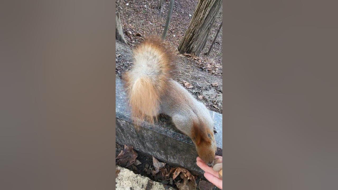 the squirrel bite my finger by mistake squirrel аnimals kyiv 