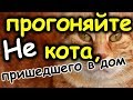 Как кошки помогают хозяевам , чтобы избежать беду. Приметы о кошках