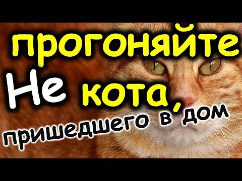 Вопрос: Как узнать ‘ко двору’ ли кошка?