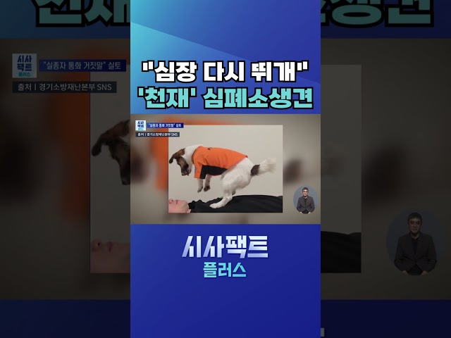 [시사팩트 플러스] 쓰러진 사람에 앞발로 '꾹꾹'…두 발로 CPR 하는 강아지 #shorts