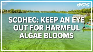 SCDHEC: Keep an eye out for harmful algae blooms