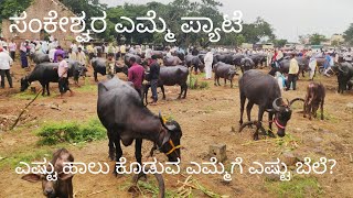 Sankeshwar buffalo market - Rate, Age, Milk yield