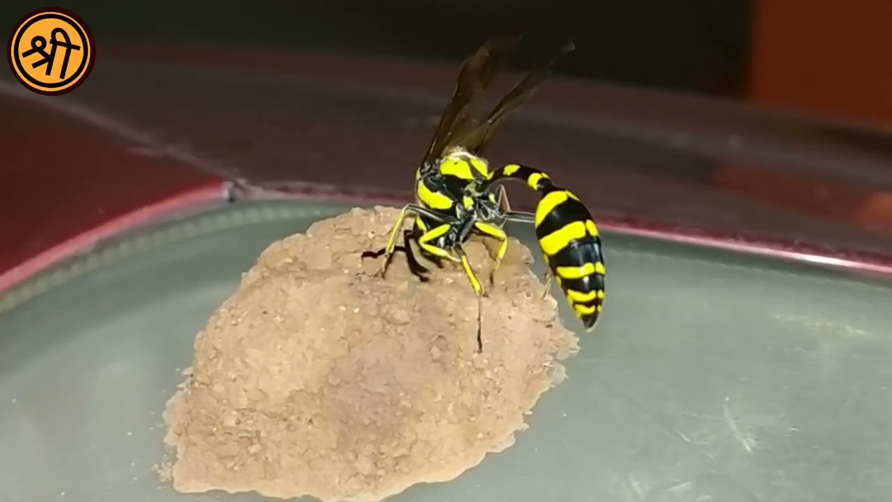 Potter wasp constructing nest.....🐝
