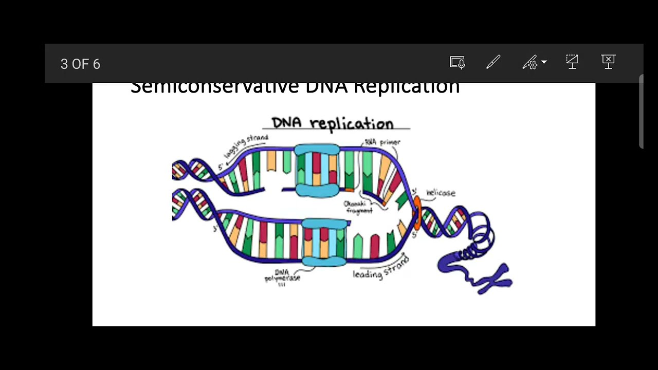 Central dogma YouTube