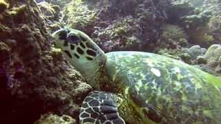 Diving Oman, Daymaniat Islands Feb 2014, HD الغوص في عمان، جزر ديمانيات
