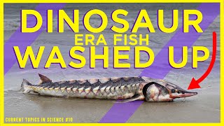 🦖 Dinosaur Era Fish Fries Evolutionary Theory: How Living Fossils Disprove Evolution (BREAKING NEWS)