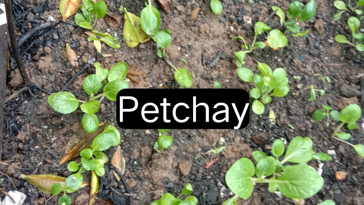 Petchaay Magtatanim Tayo Ng Petchay 🌱🌞#petchay #adcsvlogs #adcsg #smallgarden # ...