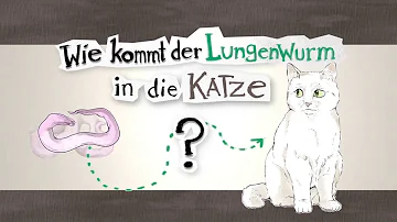 Welches Mittel bei Lungenwürmern Katze?