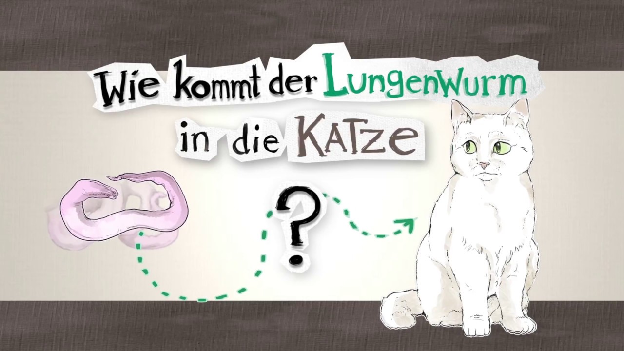 Würmer Bei Katzen Verbreitung Symptome Therapie