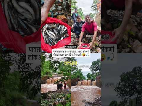 पावसात लोक छत्र्या शोधतात, आम्ही कोकणी लोक ओढ्यात चढणीचे मासे शोधतो! 😜🎣...​#चढणीचेमासे #konkan