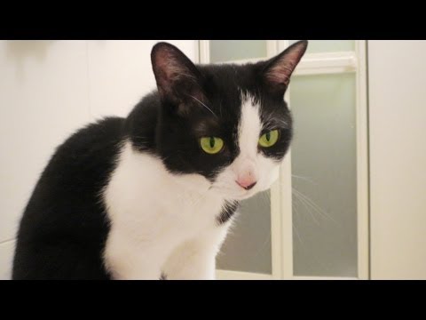 お風呂が好きなハチワレ猫 キレイになったよ 面白いｘかわいいネコ Bathing Became Beautiful Like Tuxedo Cat Youtube