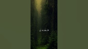 تلاوة ندية ترقق القلوب 👌❤ القارئ الشيخ رعد الكردي🌺