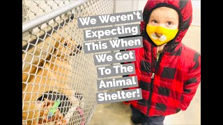 We Weren't Expecting THIS When We Got To The ANIMAL SHELTER!!