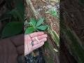 WILD CUCUMBER in the WOODS