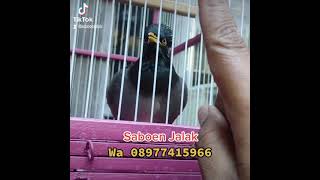 Download Lagu Jalak Hybrid Pintar ngomong MP3