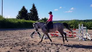 SOLD to GERMANY_*2014 mare by Zirocco Blue x Indoctro_ridden flatwork