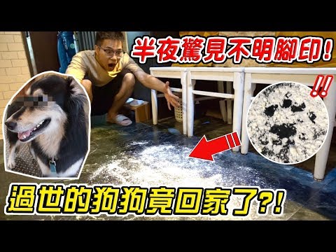 【都市傳說】過世的狗狗鬼門開時會回家嗎？半夜驚見不明腳印？Ghost Dog Visits Family As A Spirit【希露弟弟啃雞腿】比熊 貴賓 Bichon Frise Poodle