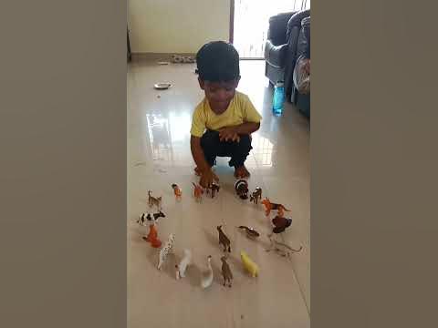 Kuttys Identify Animal