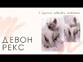 Девон Рекс | 5 причин завести котенка | коротко о породе .