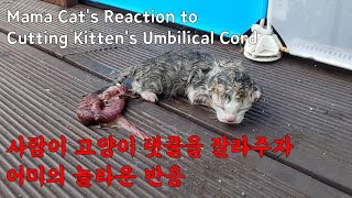 Mama Cat's Reaction to Cutting Kitten's Umbilical Cord(Cat Giving Birth) by 펜션 고양이랑 7,043,644 views 3 years ago 8 minutes, 58 seconds