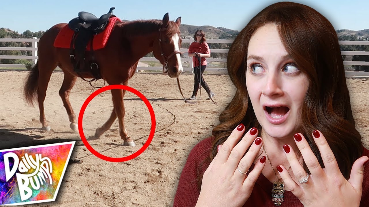 canon definicion What Happened To My Horse?!