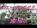 【ピエール・ド・ロンサール】６年経過したピエールを復活する夏の整枝