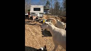GoPro Goats 1