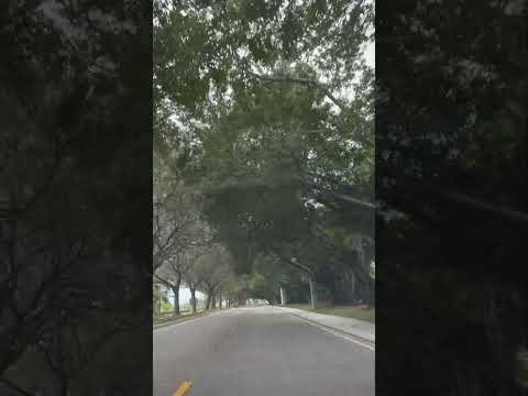 Mystical Tree Tunnel Road Nature S Canopy Of Tall Trees Naturelovers Trees Treescape