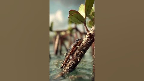 Loài cá này biết đi, biết leo cây, và sống cả trên cạn?! #khamphathegioi