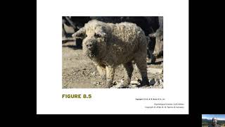 Chapter 8 Thinking, language, and intelligence