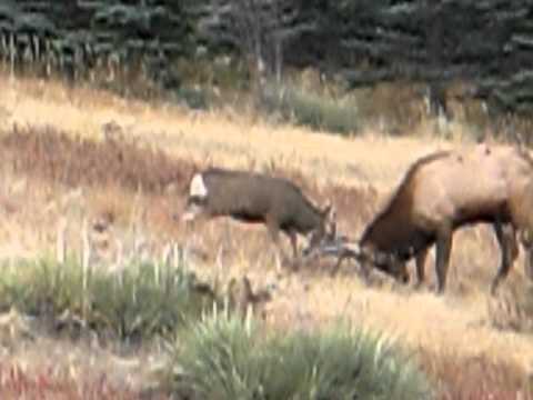 Deer and Elk Sparring