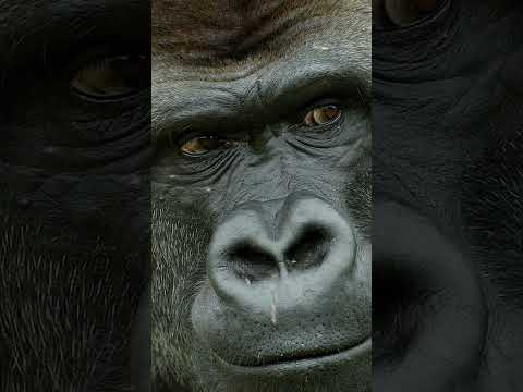 Video: Sind Silberrücken-Gorillas vom Aussterben bedroht?