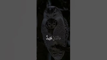 دقيقة من وقتك تأمل الاية الكريمة #قرآن #القرآن_الكريم #تلاوة_خاشعة #quran #صلوا_على_النبي