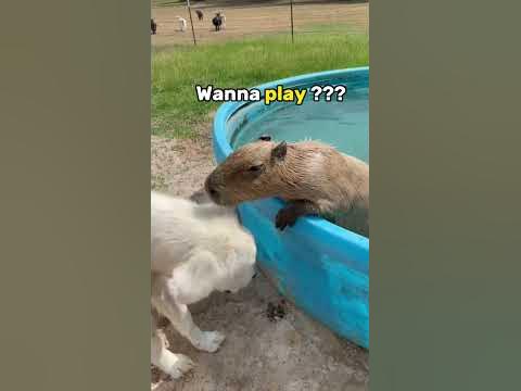 Sad capybara at the end 😞🦦 #capybara #capybaras - YouTube