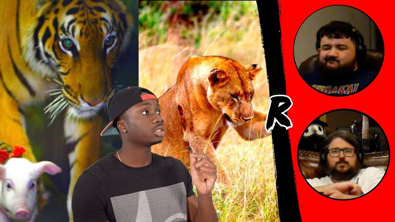 When Cats Break the Rules of Nature - @mndiaye_97 | RENEGADES REACT