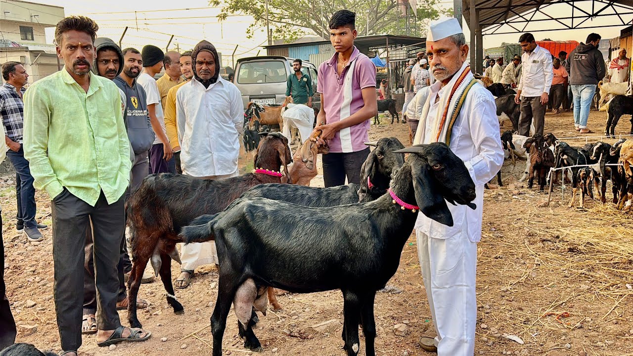 महाराष्ट्रातील सर्वात मोठा शेळ्या,मेंढ्या,कोंबडीचा बाजार | 21/02/2026 (शनिवार)चाकण बकरी बाजार अपडेट 