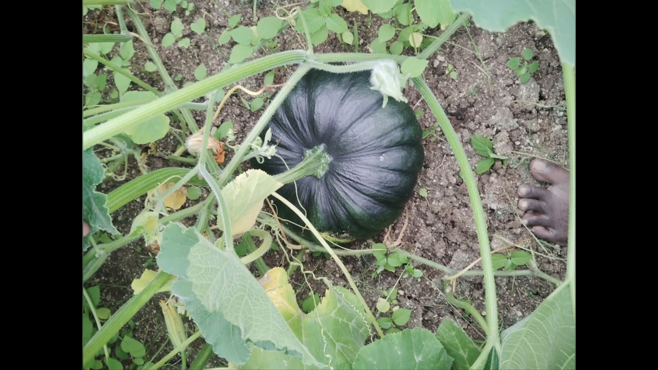 Kaveri seed company Limited Hybrid Pumkin parth 